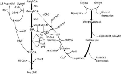 Poly(3-hydroxypropionate): Biosynthesis Pathways and Malonyl-CoA Biosensor Material Properties